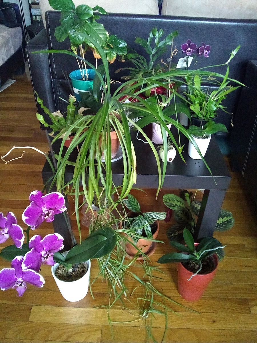 Microclimate2 Tropical houseplants