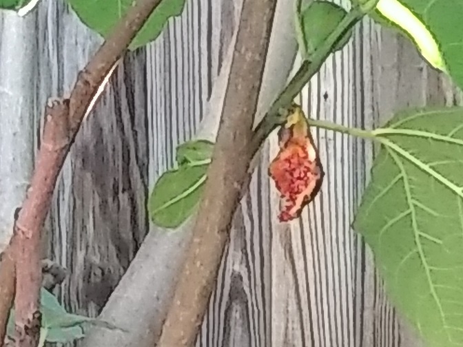 Fig on a fig tree.