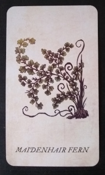 Maidenhair Fern