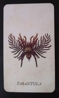 Tarantula
