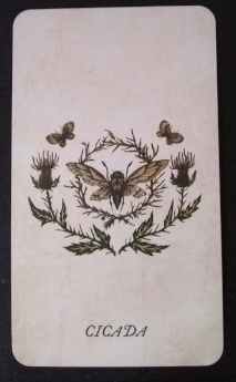 Cicada