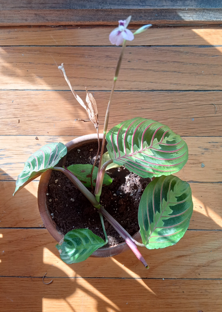 A flowering maranta plant