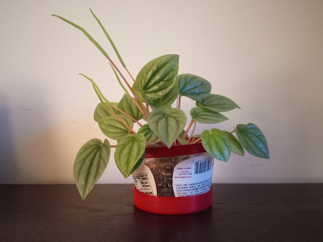 A peperomia plant.