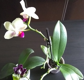 Orchids Orchid blossoms