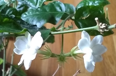 Jasmine Jasmine blossoms