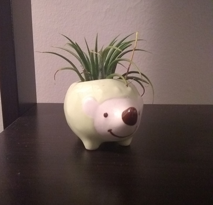 Hedgehog Airplant in a hedgehog holder.